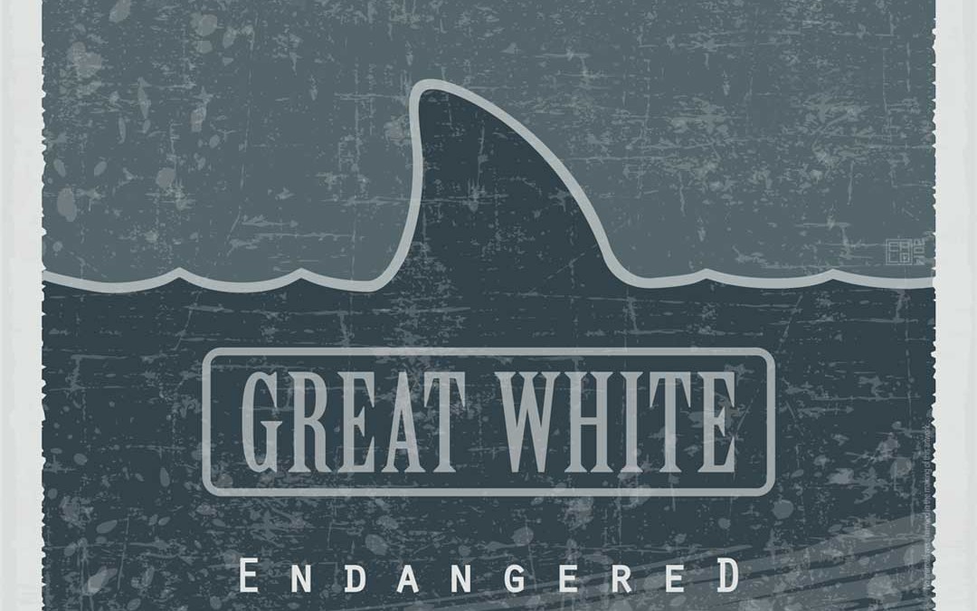Great White – Endangered