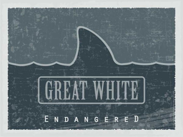 Great White – Endangered